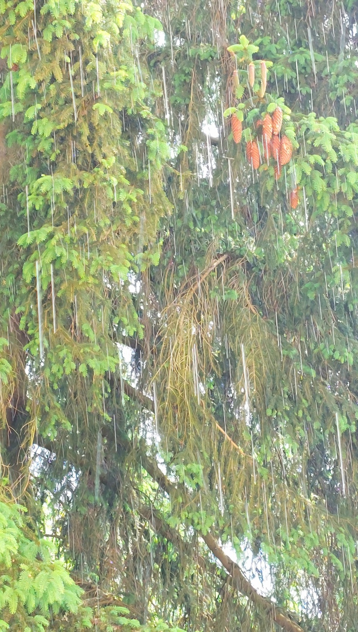 Foto: Martin Zehrer - Wetter in Neusorg am 7. Juni 2023<br />
<br />
- endlich angenehmer, leichter Regen um 15:00Uhr für ca. 10 - 15 Minuten<br />
- ca. 22 Grad<br />
- Himmel nachmittags mit Wolken, aber auch S 