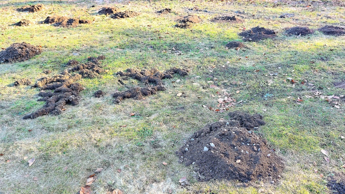 Hier wohnt und arbeitet  Maulwurf-Chef persönlich!