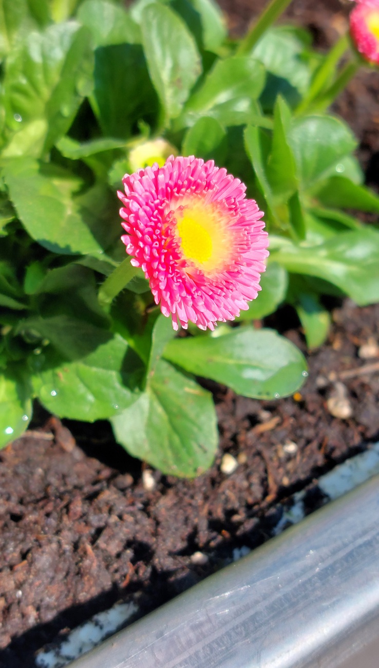Foto: Martin Zehrer - Frühling am kemnather Stadtplatz... :-) 