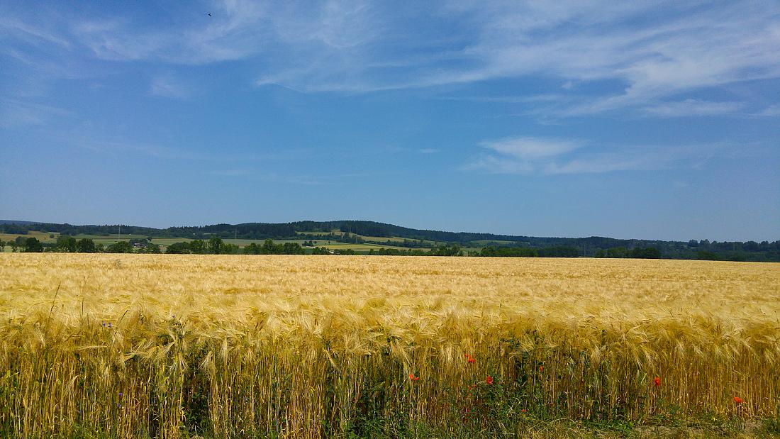 Foto: Martin Zehrer - Radtour am Mittwoch, 26. Juni 2019...<br />
<br />
Bereits um die Mittagszeit herrschten ca. 34 Grad im Schatten. <br />
Die Getreidefelder reifen aufgrund des warmen Wetters immerweite 