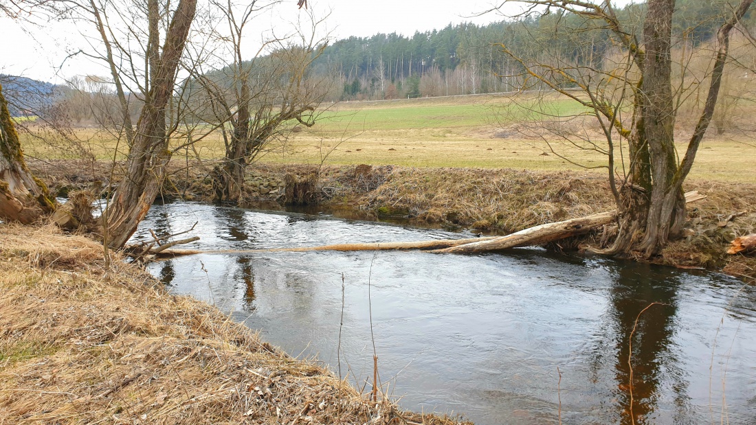 Foto: Martin Zehrer - Einfach mal Bäume über den Bach legen.<br />
Woher weiß dieses kleine Viechen Biber eigendlich, wie so ein großer Baum fallen muss, dass es später mal ein Damm wird? 