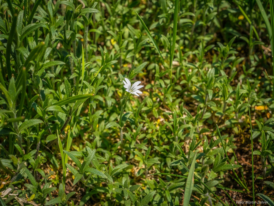 Foto: Martin Zehrer - Alleine im Frühlings-Grün oben auf dem Armesberg... 21.4.2018 