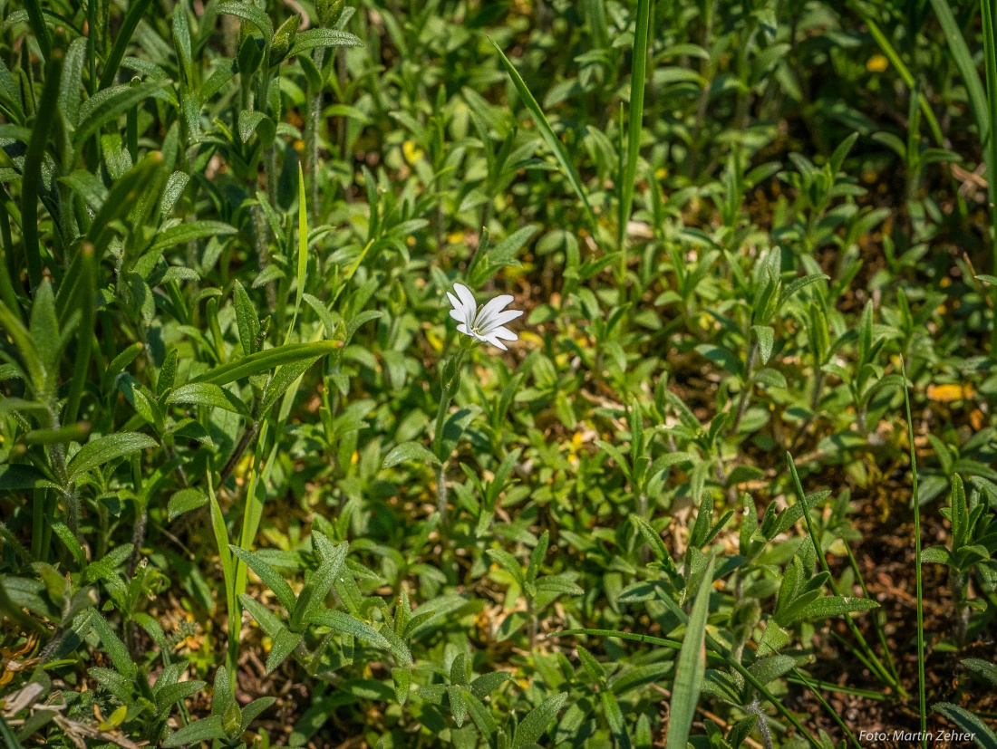 Foto: Martin Zehrer - Alleine im Frühlings-Grün oben auf dem Armesberg... 21.4.2018 