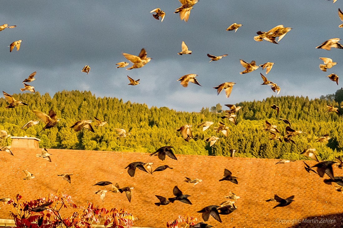 Foto: Martin Zehrer - Sie waren überall... Invasion der Vögel in Zinst zur Abendstund ;-) 