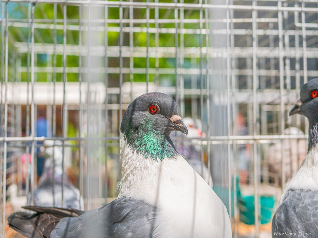 Foto: Martin Zehrer - Booahhh... Tauben-Augen wie Smaragde... Gesehen auf dem kemnather Bauernmarkt! 