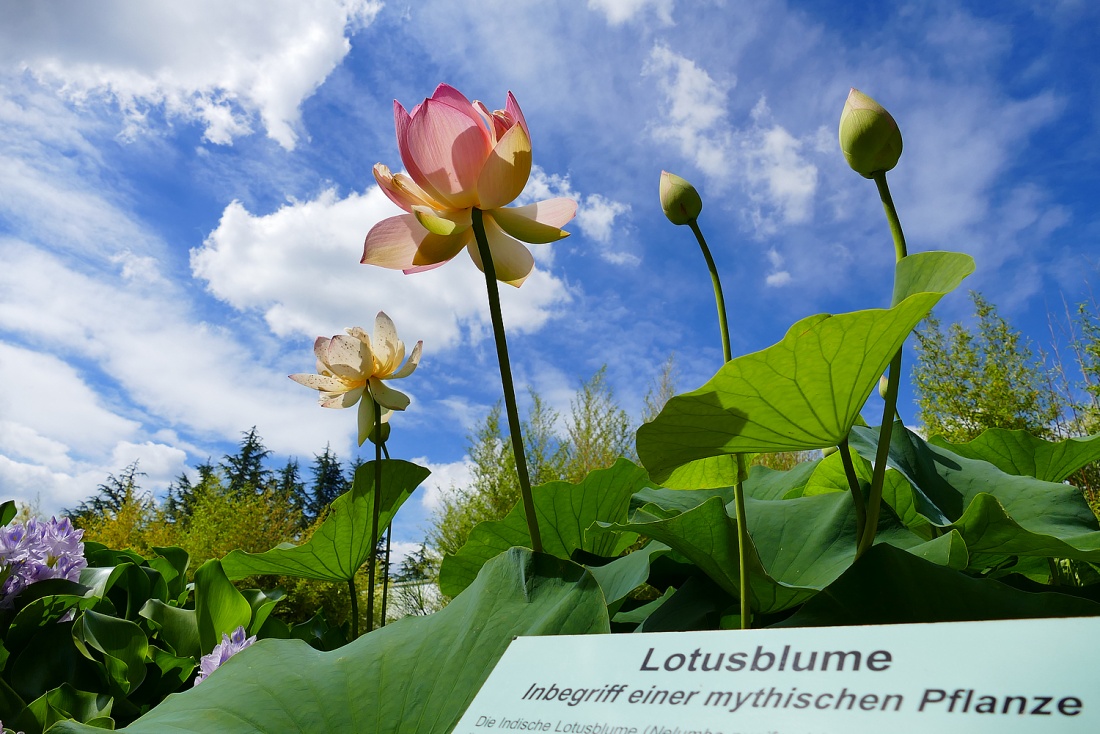 Foto: Martin Zehrer - Wo ist der Lotus-Effekt? - Im ÖKOLOGISCH-BOTANISCHEN GARTEN in Bayreuth ist er zu sehen! 