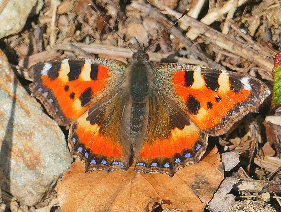 Foto: Martin Zehrer - Der erste Schmetterling (ein  Kleiner Fuchs) in 2024!!!  :-)<br />
Entdeckt am 11. März 2024, droben in Godas, zwischen Kalmer und Armesberg.<br />
<br />
Der Kleine Fuchs ist ein Schme 