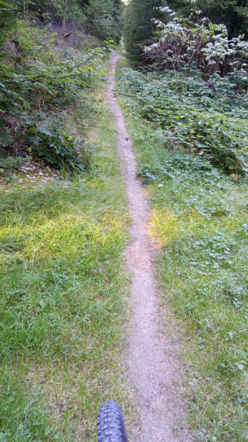 Foto: Martin Zehrer - Mit dem ebike im Kösseine-Wald unterwegs. Hier waren schon mehr bikes unterwegs... 