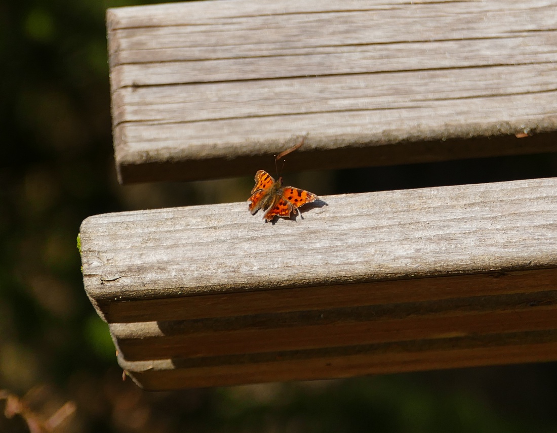 Foto: Martin Zehrer - Einfach mal Frühlings-Wärme tanken.<br />
Dieser Schmetterling machte es sich Ende März 2021 auf einer Bank im Zissler-Wald gemütlich. 