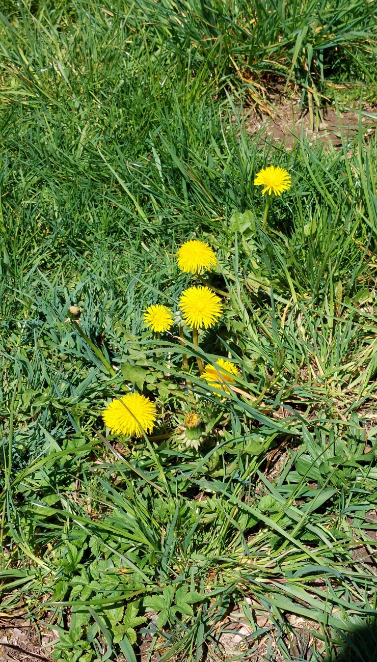 Foto: Martin Zehrer - Löwenzahn-Blumen... die Meister aller Wiesen! 