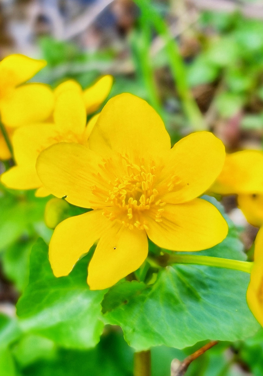 Foto: Jennifer Müller - Wunderschöne Frühlings-Farben... 