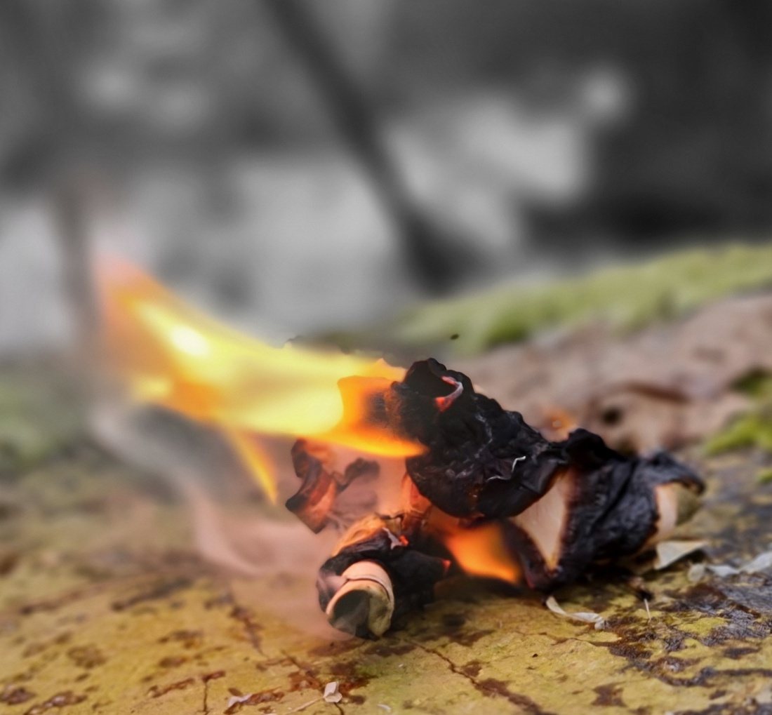 Foto: Jennifer Müller - Ein kleines aber erstaunliches Experiment mit Birken-Rinde... 