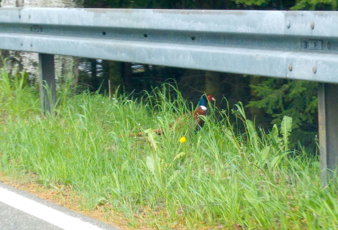 Foto: Martin Zehrer - Ein Fasan-Männchen lief ohne wirklich Angst zu haben vor mir über die Straße... Was für eine einmalige Begegnung... 