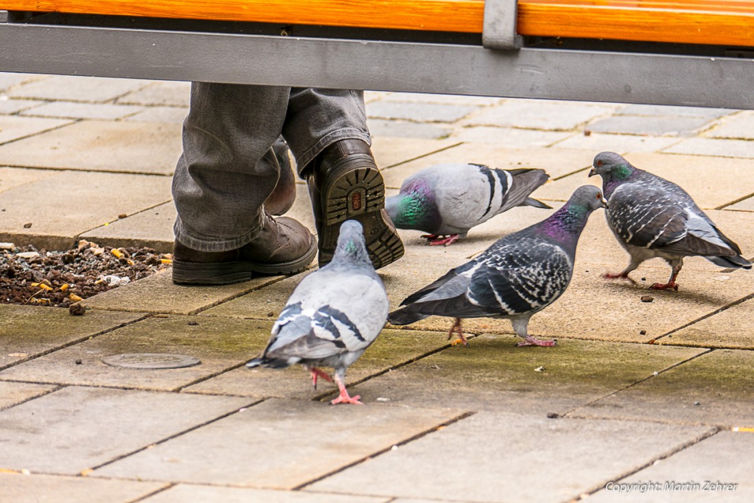 Foto: Martin Zehrer - Schuh-Tauben in Bayreuth... Street-Art ;-) 