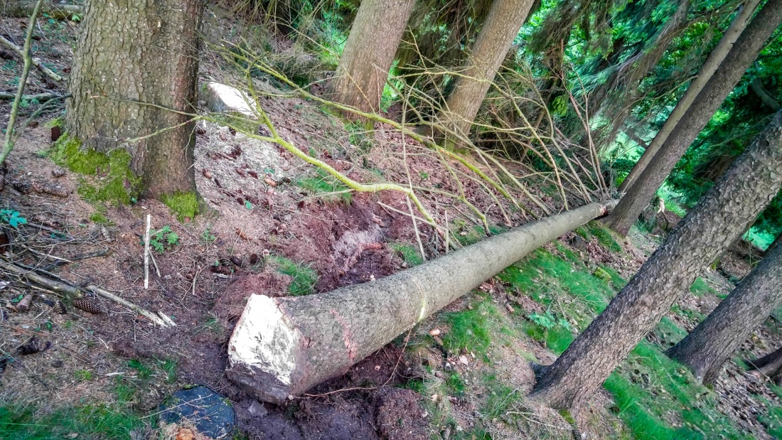 Foto: Martin Zehrer - Update: Bild vom 31. Mai 2017, der gefährlich angesägte Baum im Zissler-Wald ist gefällt und hat scheinbar niemanden erschlagen. 