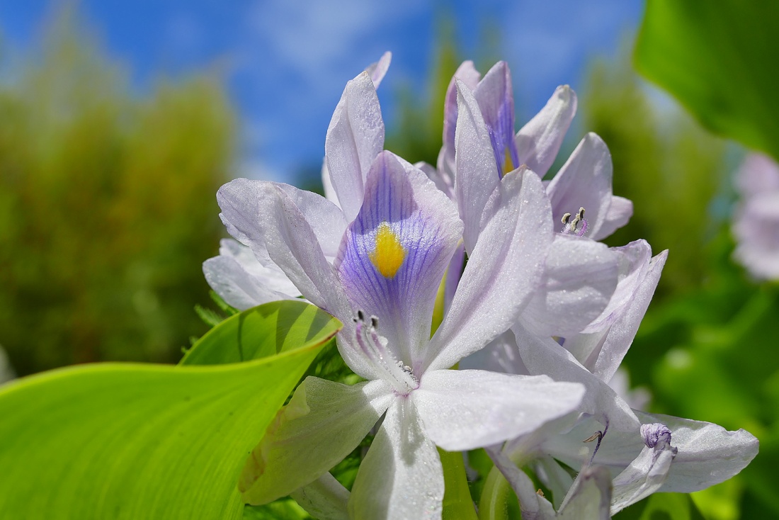 Foto: Martin Zehrer - Farben-Bracht im ÖKOLOGISCH-BOTANISCHEN GARTEN in Bayreuth... Unglaublich, tausende unterschiedlicher Pflanzenarten warten auf die Besucher. Der Eintritt ist frei!  