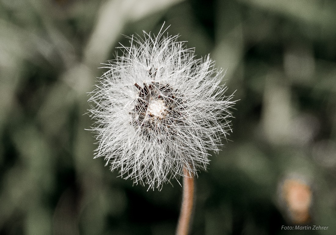 Foto: Martin Zehrer - Blume im Steinwald 