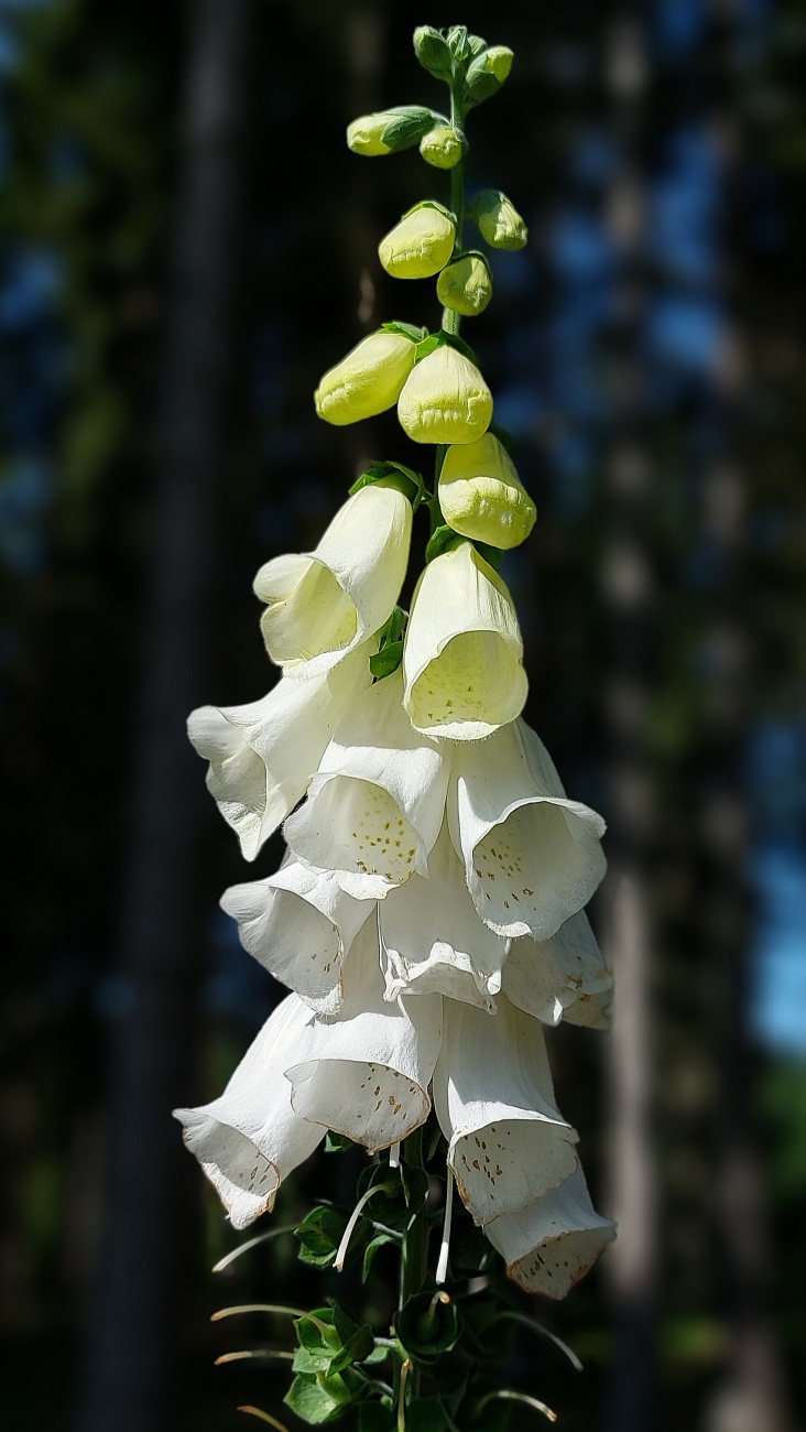 Foto: Martin Zehrer - Einmalig schön - aber giftig!!! mitten im Wald bei Neusorg...<br />
<br />
Der Fingerhut, botanisch bekannt als Digitalis, ist eine markante und vielseitige Pflanzengattung, die in 