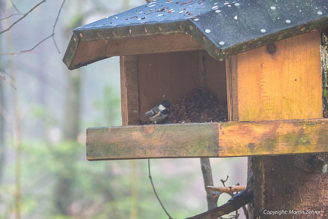 Foto: Martin Zehrer - Im Nebel - Ein gut besuchtes Vogelhäuschen am Aufstiegsweg zum Kösseine-Haus hinauf... 20. Dezember 2015 