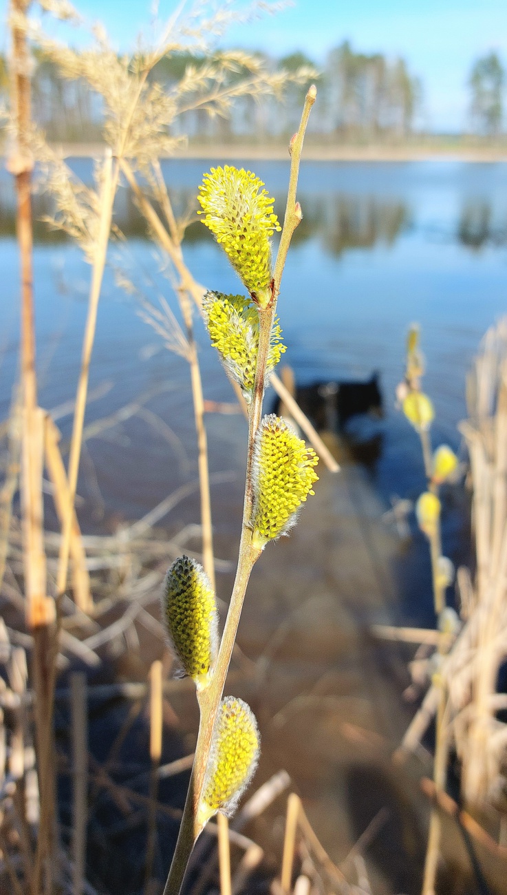 Foto: Martin Zehrer - Frühling... 