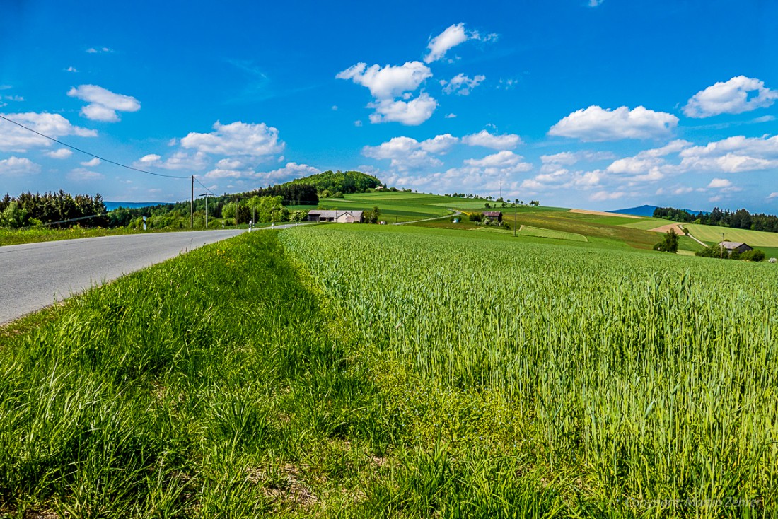 Foto: Martin Zehrer - Natürlich Natur! Der Blick von Godas aus zum Armesberg hoch. Alles wächst und gedeiht am Vatertag 2015. 