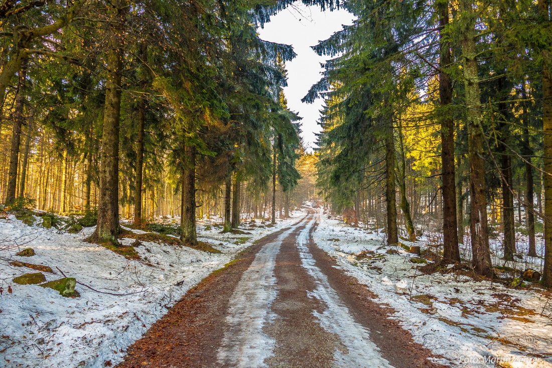 Foto: Martin Zehrer - Herrliche Wege durch den Steinwald... Perfekt zum Wandern geeignet. Wer allerdings mehr Wald erfahren möchte, weicht auf die Trampelpfade aus! ;-) 