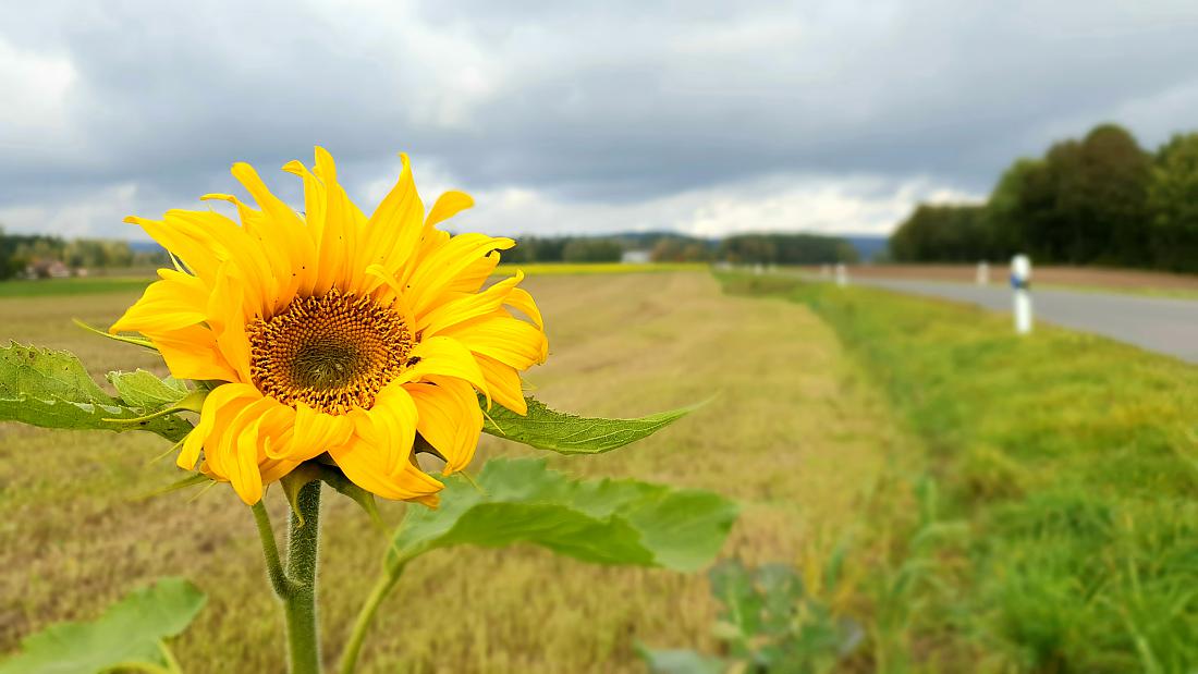 Foto: Martin Zehrer - Die letzte Sonnenblume auf dem Acker...<br />
<br />
Gesehen zwischen Berndorf und Immenreuth, beim Herbstspaziergang am 18.10.2020 