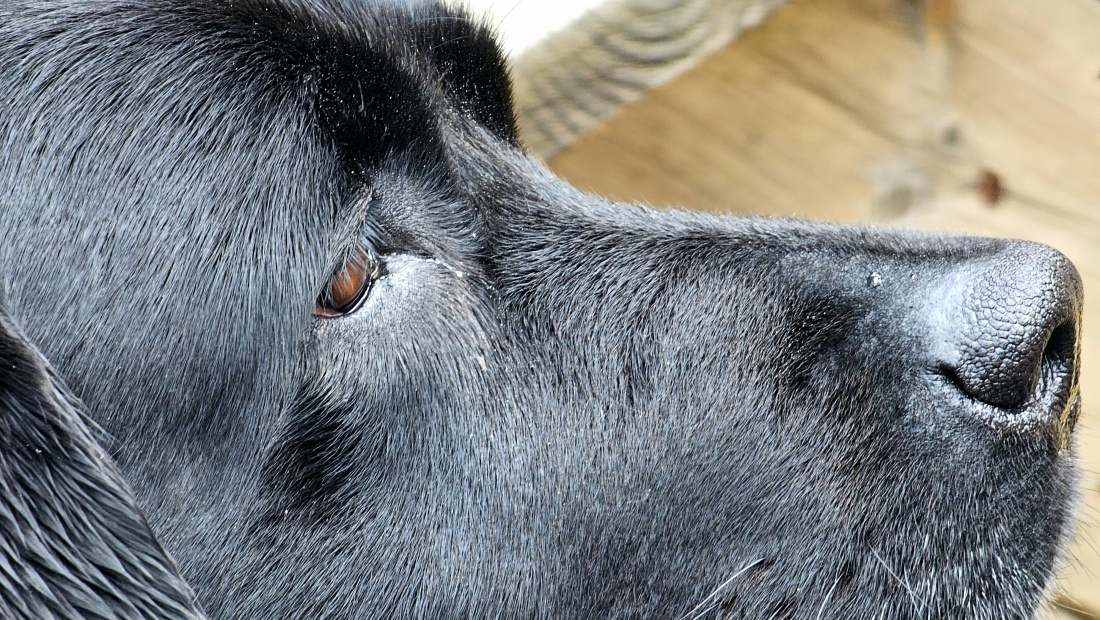 Ein hübsches Labrador-Gesicht...
Das Essen auf dem Tisch fest im Blick!