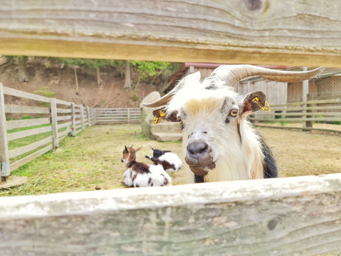 Foto: Jennifer Müller - Selbst die Ziegen der Schweinmühle genießen die tolle Atmosphäre.  