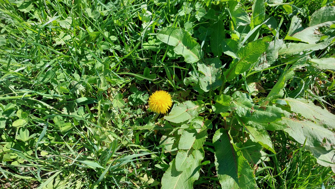 Foto: Martin Zehrer - Frühlings-Löwenzahn oben auf dem Armesberg  