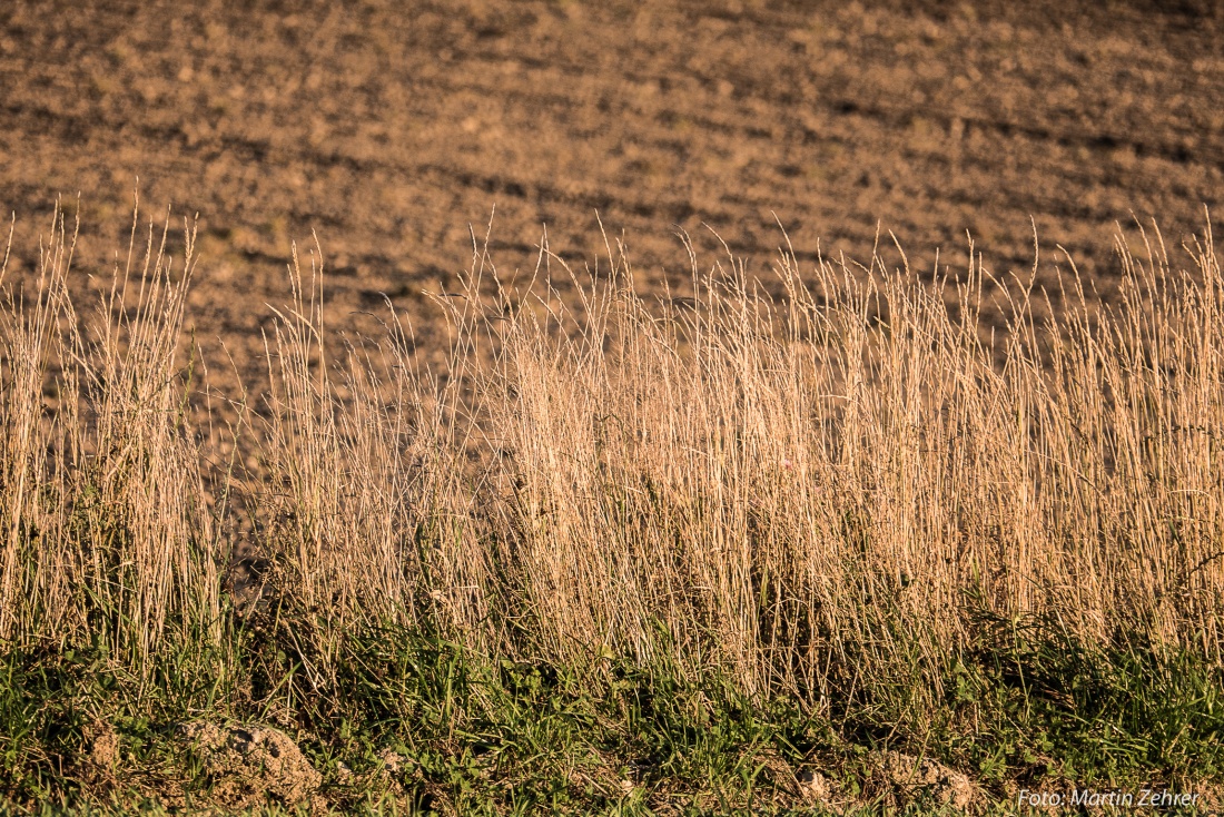 Foto: Martin Zehrer - Herbst-Blick! 