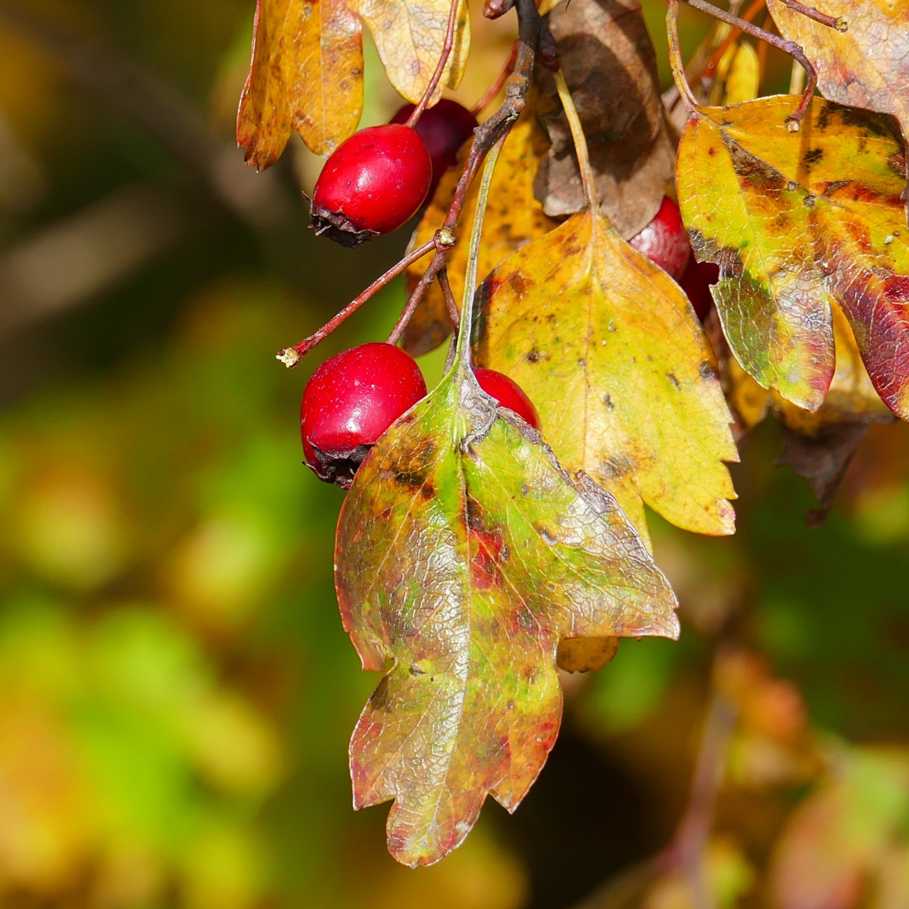 Foto: Martin Zehrer - Herbstfarben... 