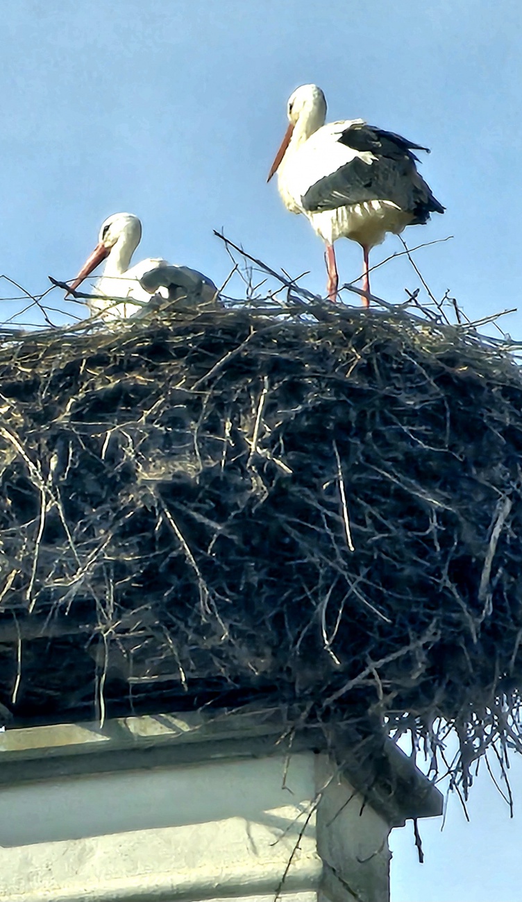 Kemnather Störche im Nest...