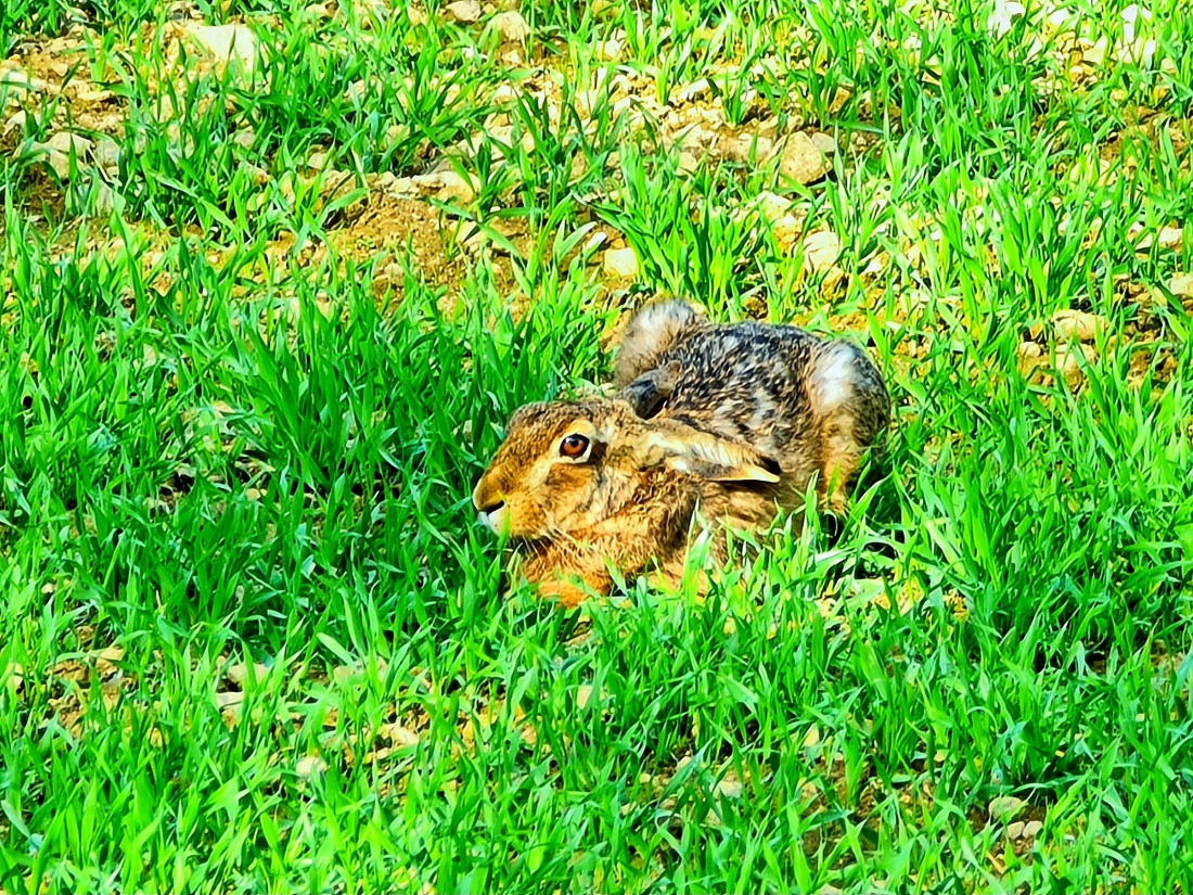 Foto: Jennifer Müller - Ein Frühlings-Hase. Er hat sich in einer Frühlingswiese am Zissler nahe DEM Zentrum versteckt. ;-) 