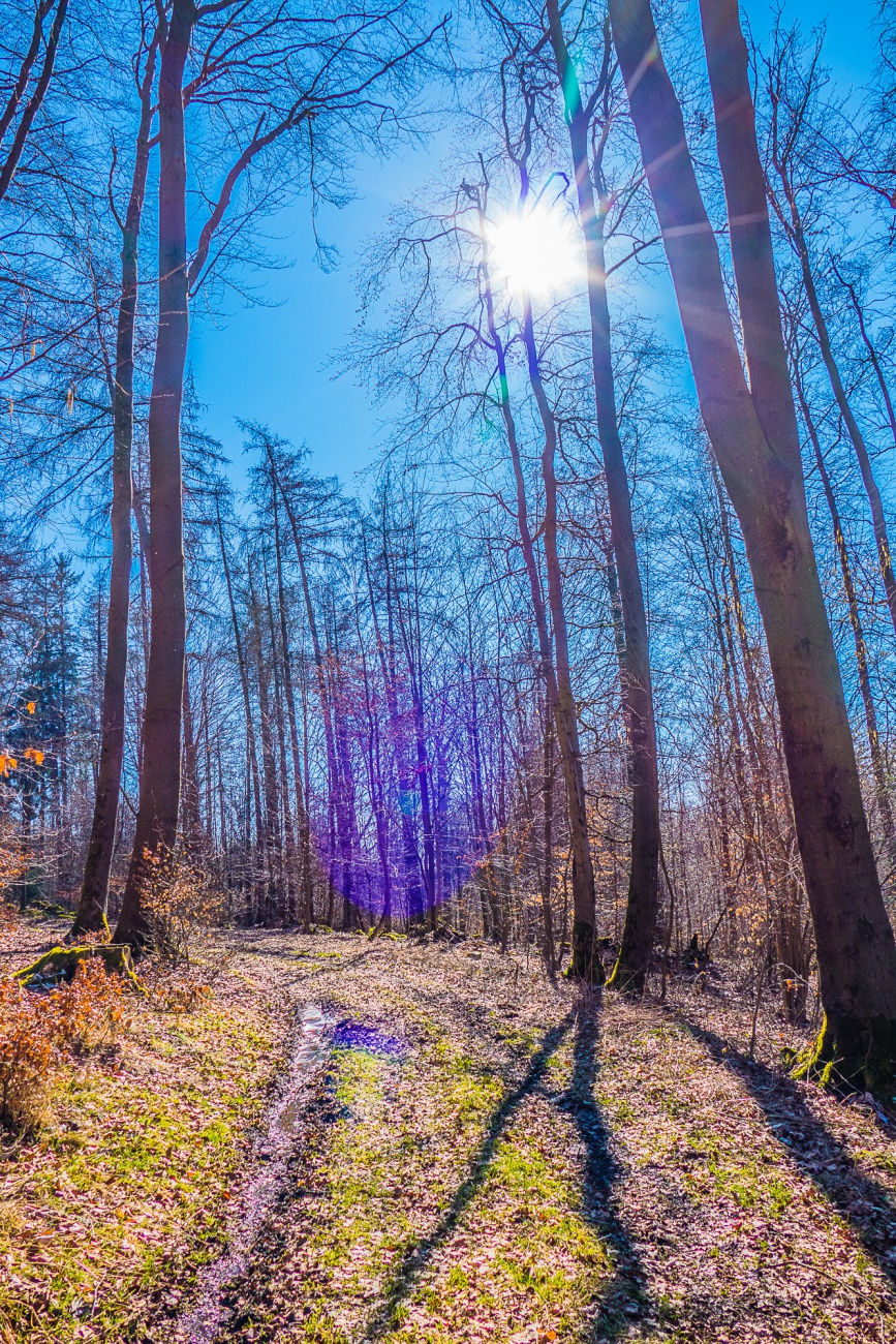 Foto: Martin Zehrer - 7. März 2021 - Was für ein wunderbarer Wander-Sonntag. Das Wetter überschüttet mit Sonnenstrahlen, die Vögel pfeifen von den Bäumen... Die Temperatur allerdings war mit c 