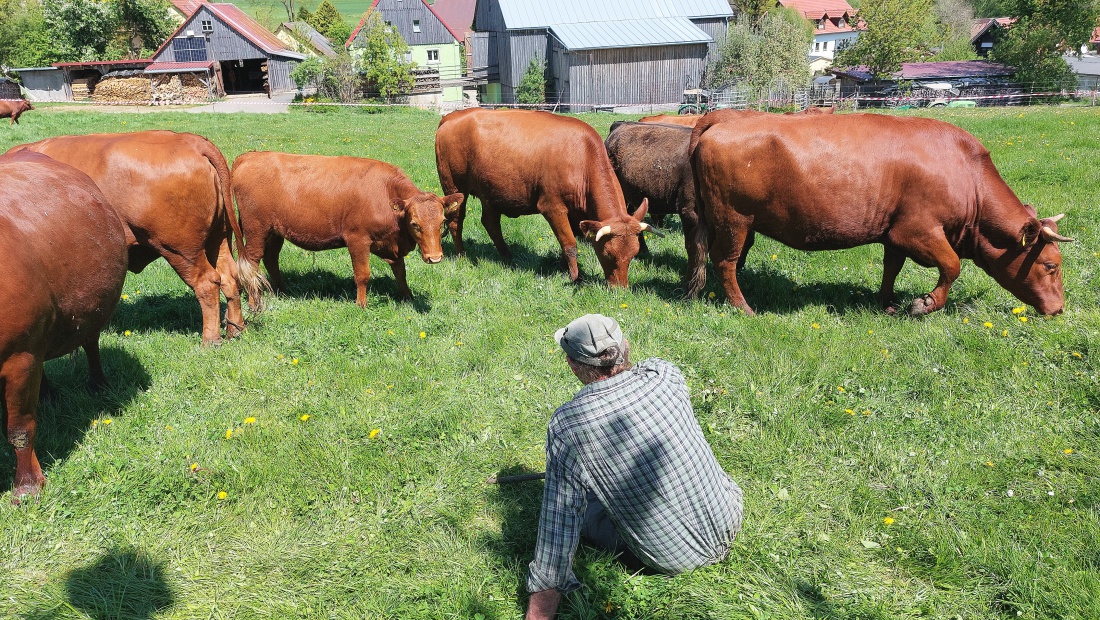 Foto: Martin Zehrer - Bauer Hermann von Köstlers Bauernhof spricht mit seinen Tieren.<br />
Es war der Tag, an dem die Kühe wieder auf die saftige Sommerweide durften. 