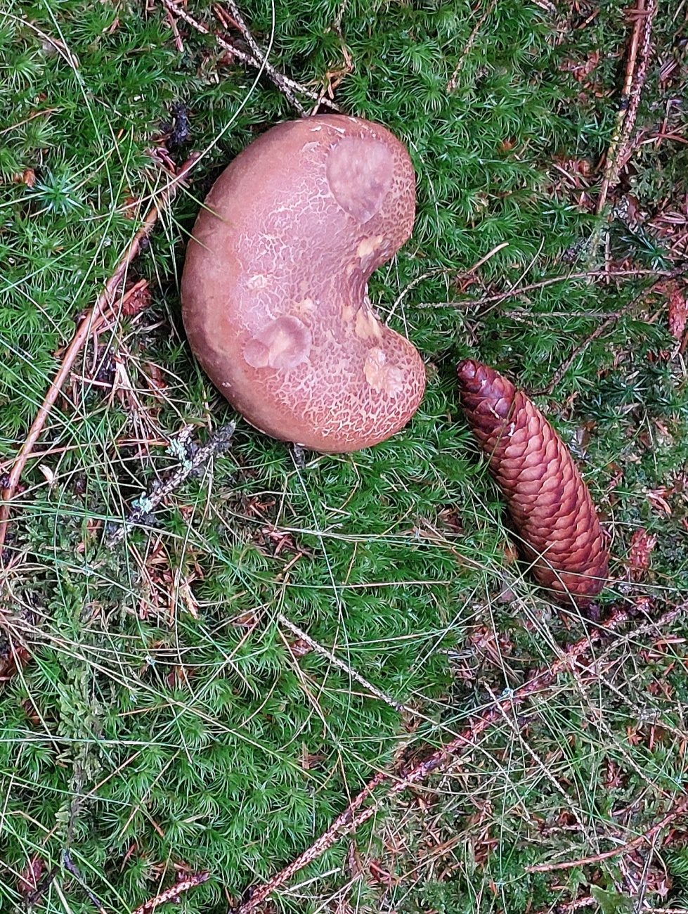 Foto: Martin Zehrer - Überall gibts Schwammer im neusorger Wald. 