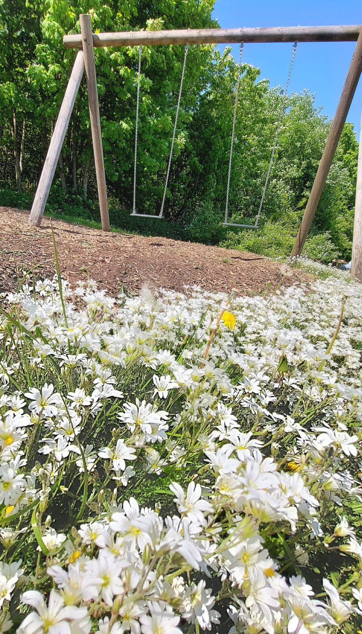 Foto: Martin Zehrer - Diese Schaukel steht oben, am Armesberg... 