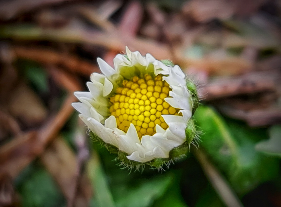 Foto: Jennifer Müller - Das erste zarte Gänseblümchen des Jahres 2021... Entdeckt auf einer Wiese zwischen Godas  und dem Armesberg am 18. Februar. 