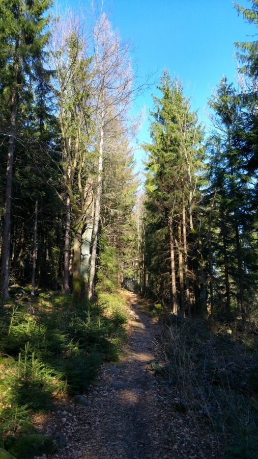 Foto: Martin Zehrer - Durch den Szeinwald - Pfade zum Waldhaus... 