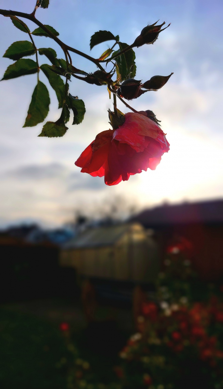 Foto: Martin Zehrer - Früh im Herbst... tiefste Temperatur in der Nacht ca. 0 Grad. 