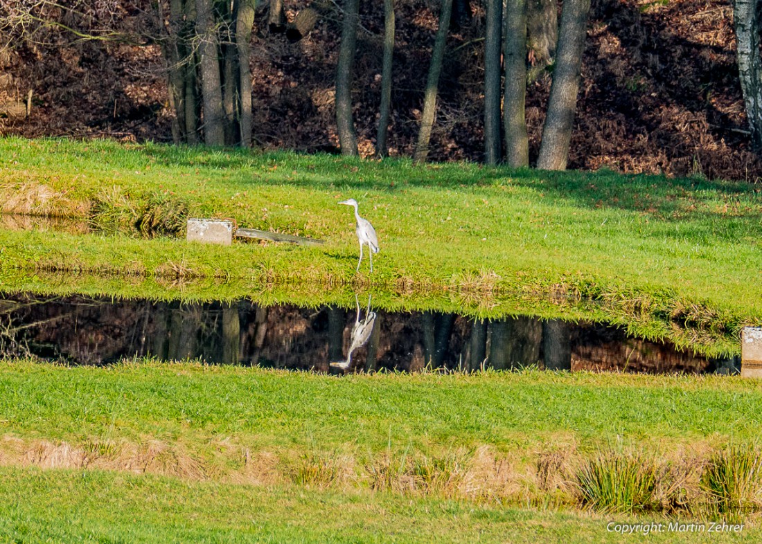 Foto: Martin Zehrer - Ein Fischreiher am Weiher in der Nähe bei Pullenreuth. 