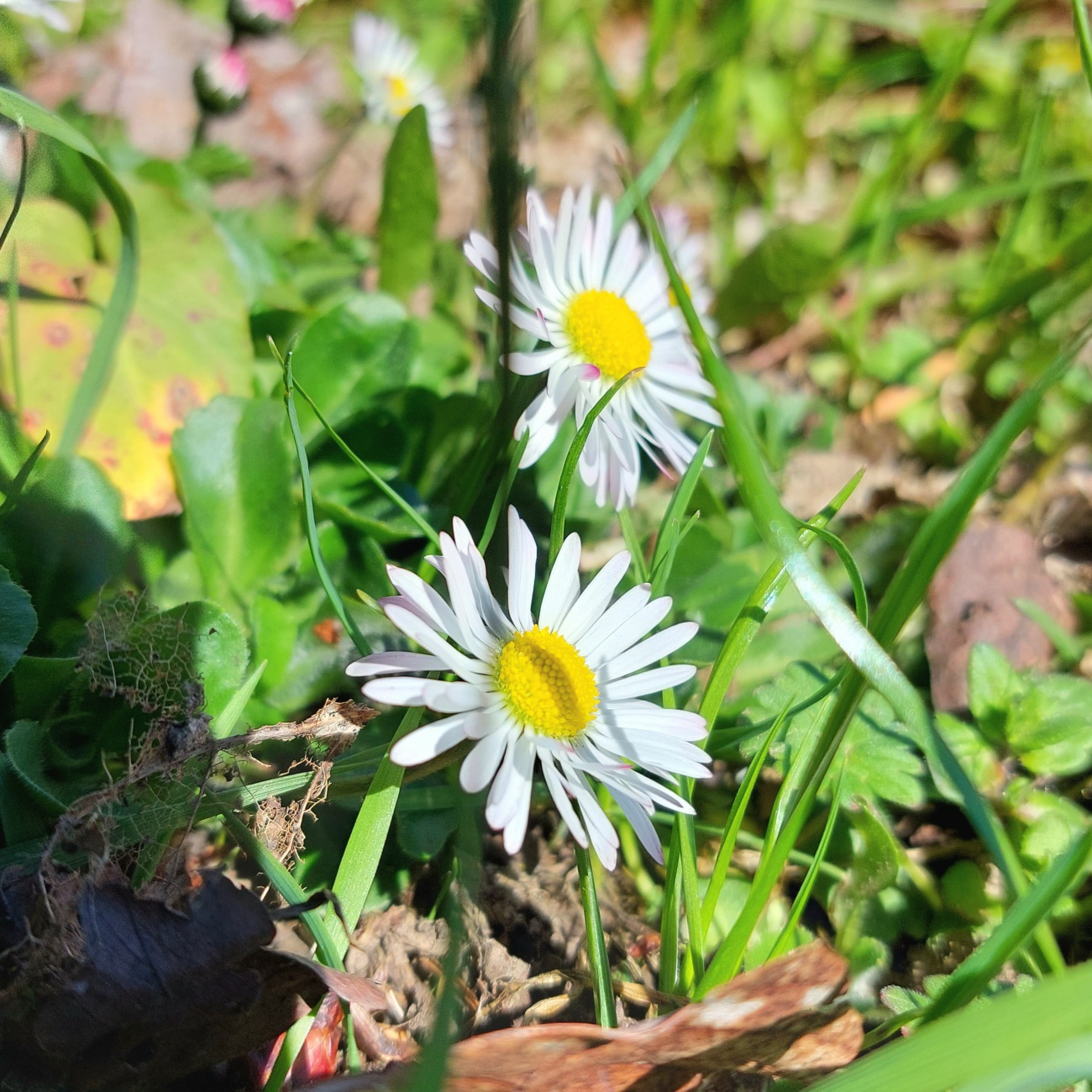 Foto: Martin Zehrer - Frühling... Gänseblümchen... 