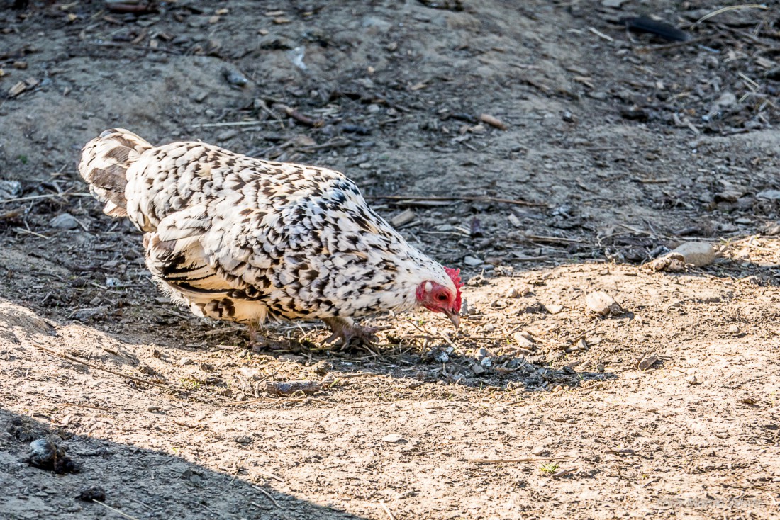 Foto: Martin Zehrer - Scharren, gucken, picken, fressen - scharren, gucken, picken, fressen... Glückliche Henne auf Köstlers Bauernhof 
