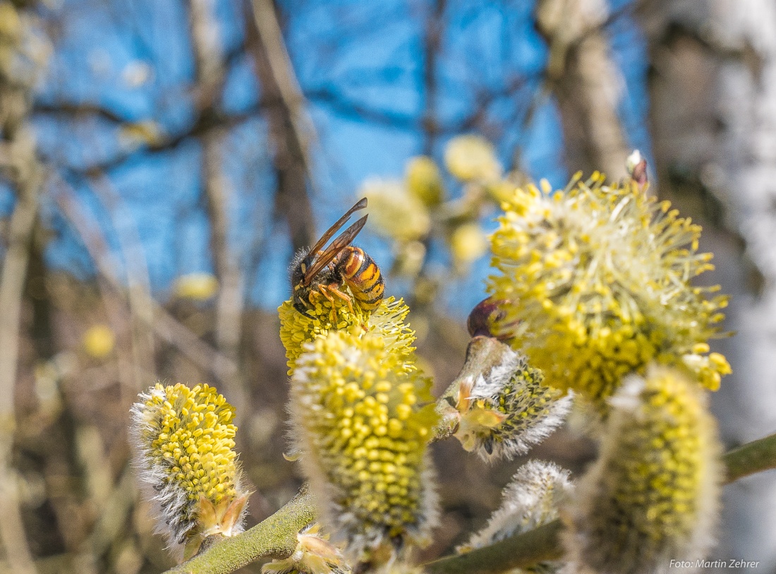 Foto: Martin Zehrer - Auf Nahrungssuche an einem wunderschönen Frühlingstag... Ist das jetzt eine Biene oder eine Wespe??? 7. April 2018 