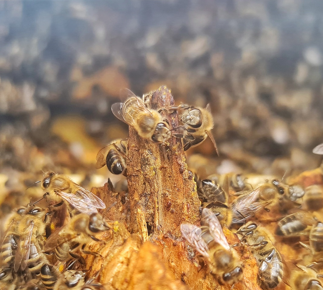 Foto: Jennifer Müller - Der direkte Blick in einen Bienenstock. Mega interessant! Das und vieles mehr kann man bestaunen im Wildgehege in Mehlmeisel. 