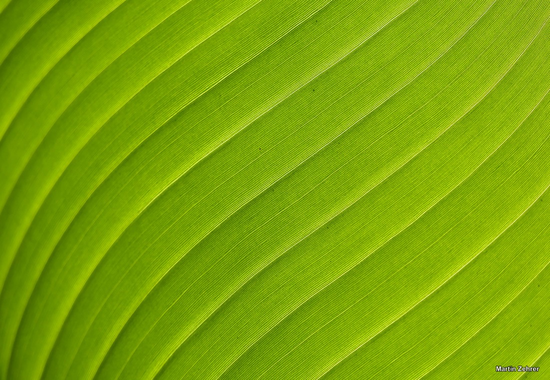 Foto: Martin Zehrer - Ökologisch-Botanischen Garten in Bayreuth. Ausspannen in der Frühlingssonne. Die Blätter rauschen im Wind, Vögel zwitschern um die Wette, das Wasser plätschert im kleinen 