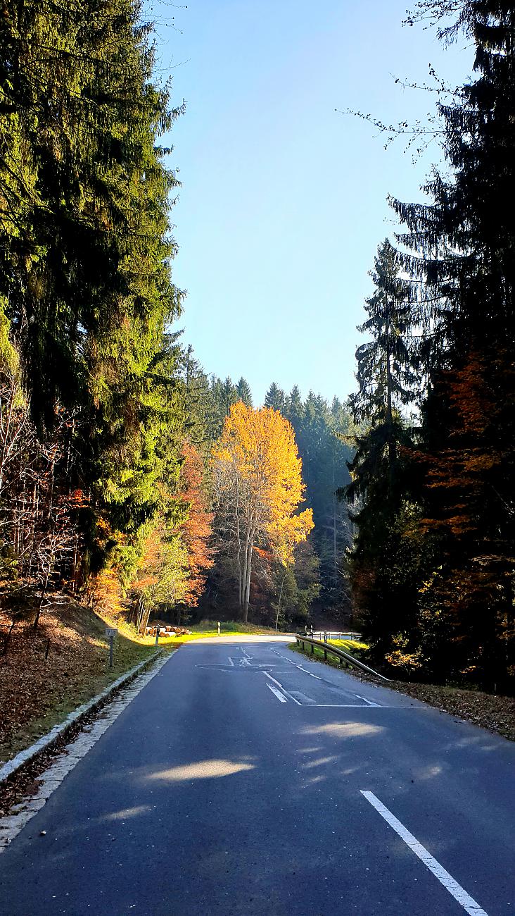 Foto: Martin Zehrer - Hammer-Wetter am 7. November 2020<br />
<br />
Die Wanderung ging von Godas nach Waldeck, von dort quer durch den Wald hinauf zum Zisslar-Hut bei Zwergau und dann wieder nach Godas 