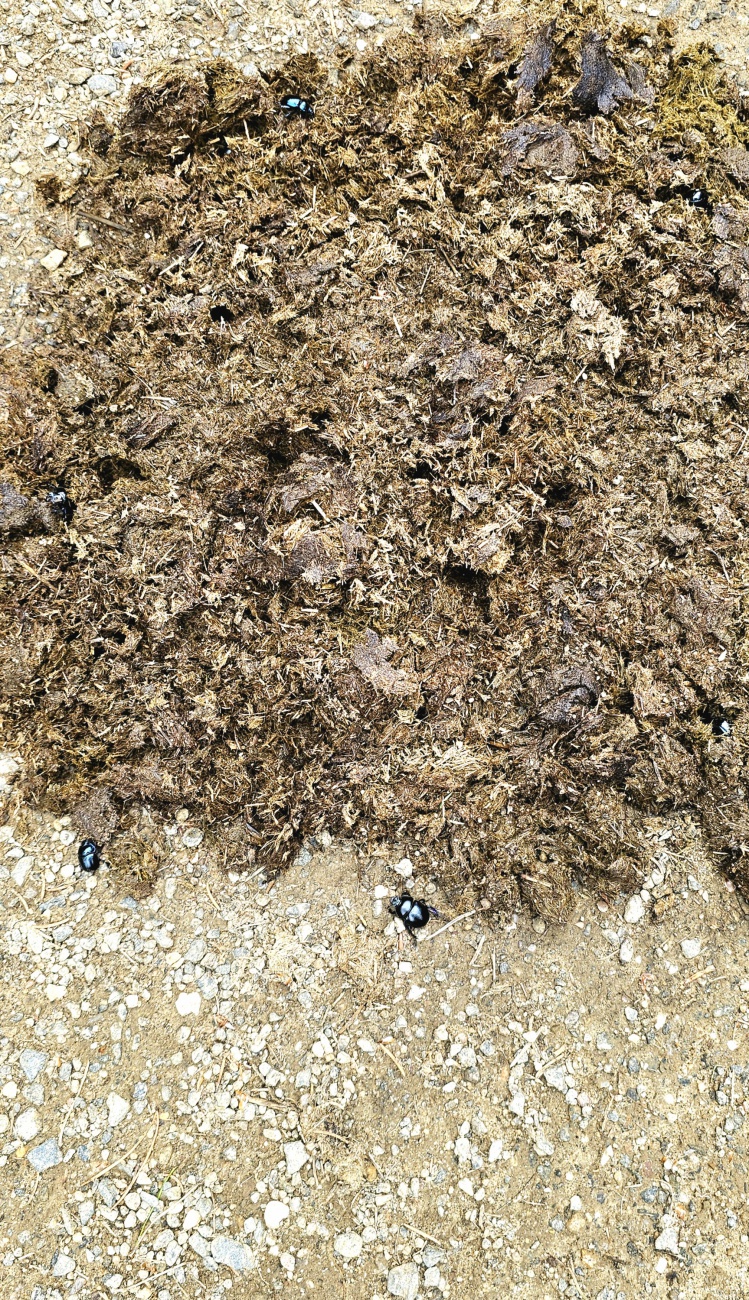 Ein Pferde-Haufen auf einem Waldweg im Hessenreuther Wald.

Viele Insekten, vor allem Käfer, nutzen diesen Haufen als Rückzugsort...