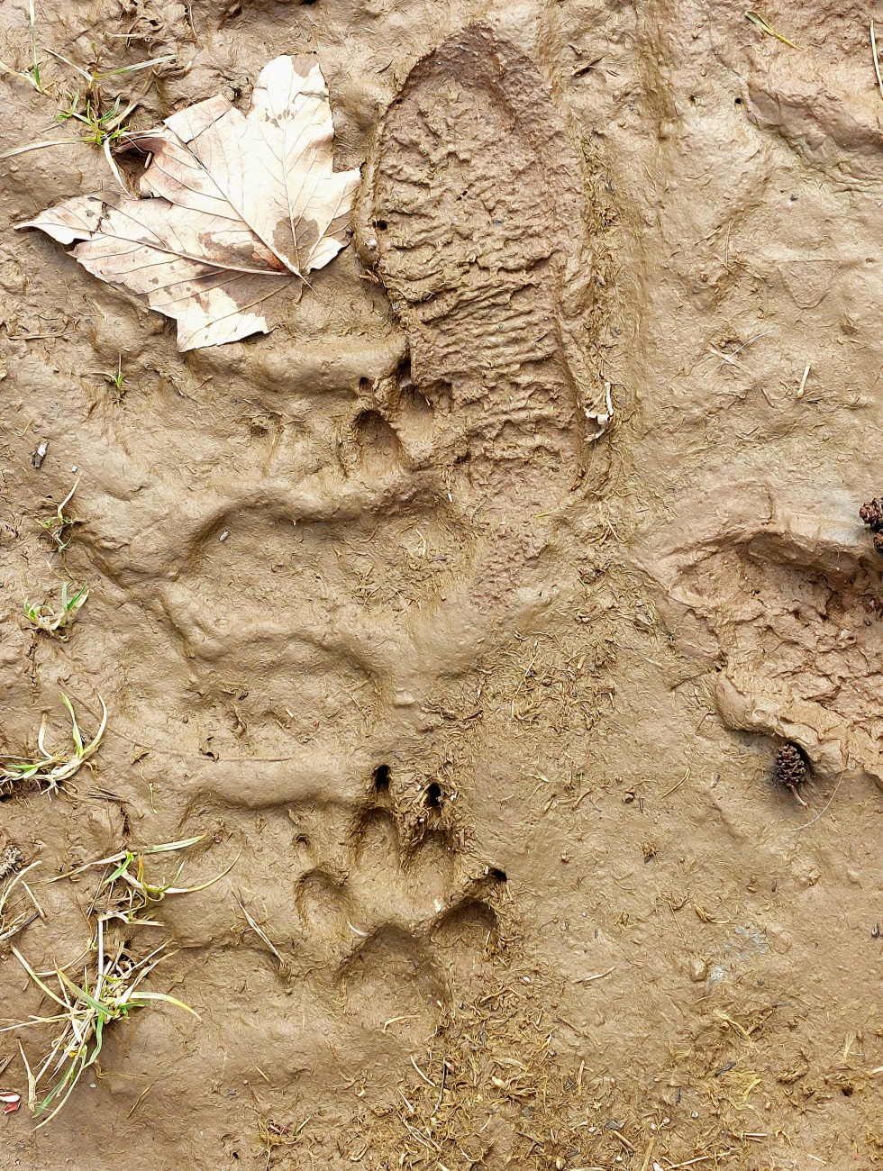 Foto: Martin Zehrer - Spuren im Schlamm. Vermutlich ein großer Hund und ein kleiner Mensch.  